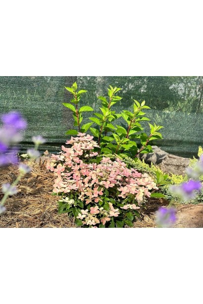 Компактный куст Polestar с бело-розовыми соцветиями.